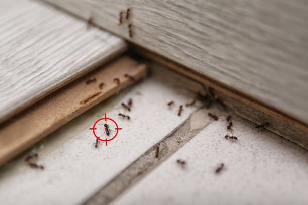 Best Local Pest Control Services  in Los Banos, CA