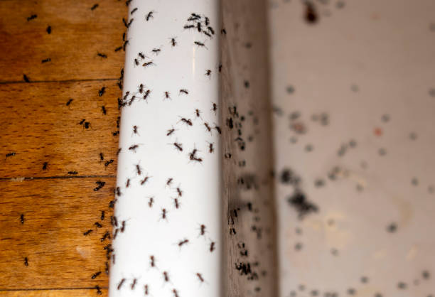 Best Pest Removal Services  in Los Banos, CA