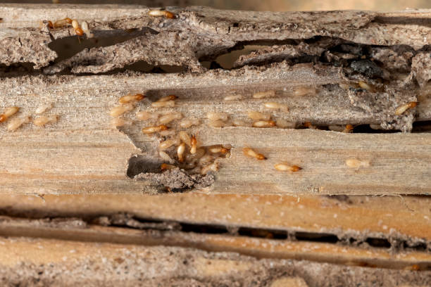 Best Pest Inspection Near Me  in Los Banos, CA